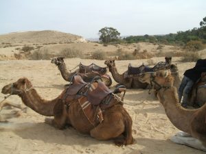 camel-1360547-1280x960